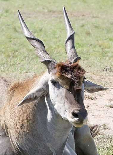 Cape Eland Hunting in South Africa