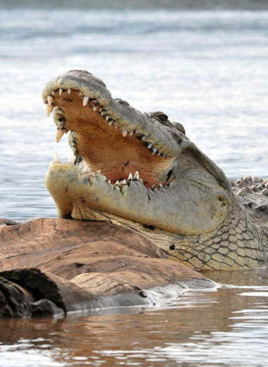 Crocodile Hunting in South Africa