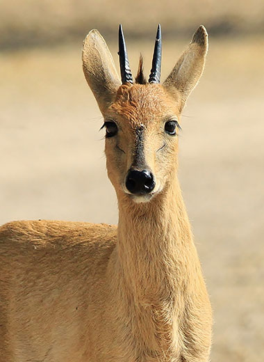 Duiker Hunting in South Africa