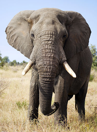 Elephant Hunting in South Africa