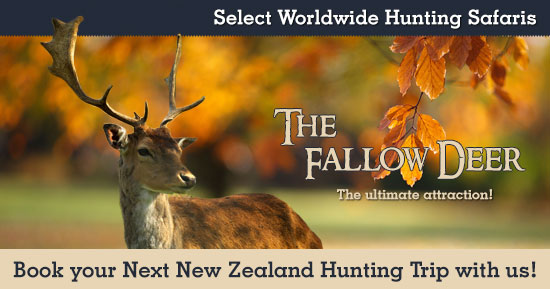 Hunting Fallow Deer in New Zealand