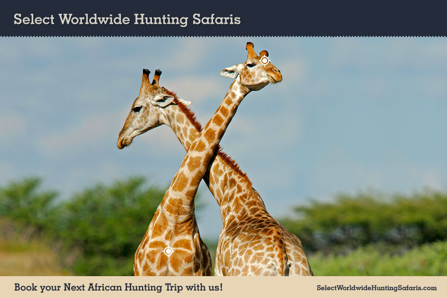 Hunting Giraffe in Southern Africa