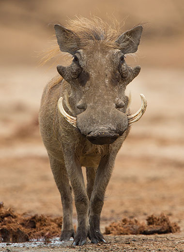 Warthog Hunting in South Africa