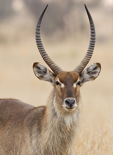 Waterbuck Hunting in South Africa