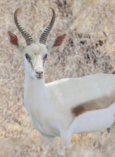 White Springbuck Hunting in South Africa