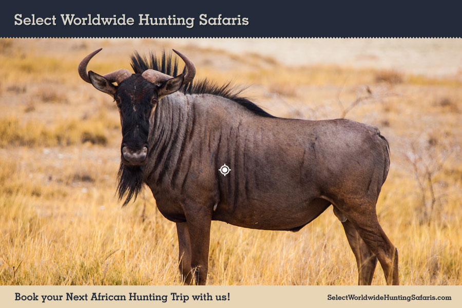 Hunting Blue Wildebeest in Southern Africa