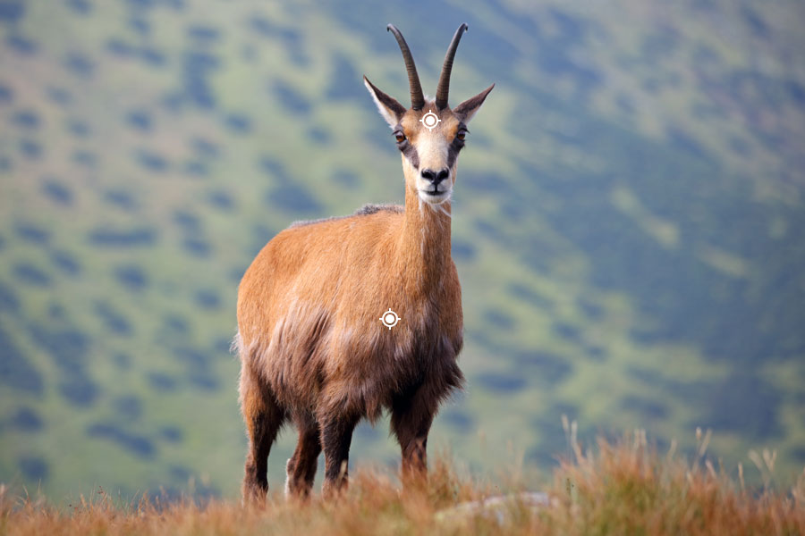 Chamois Shot Placement