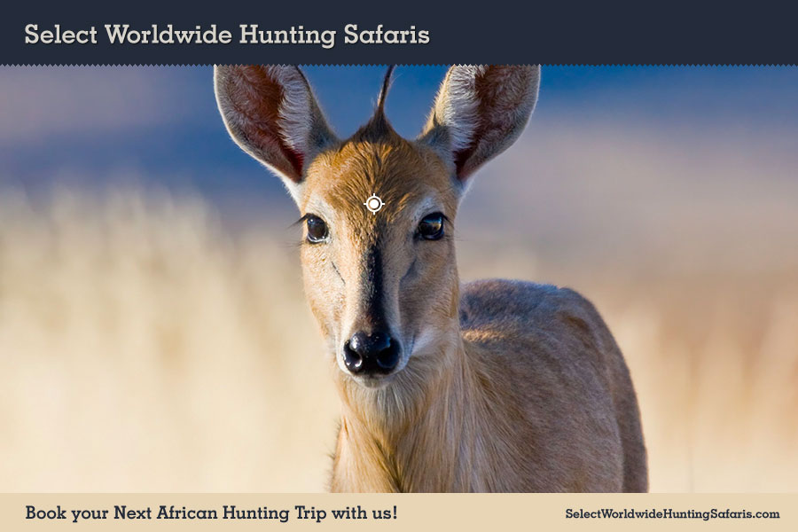 Hunting Duiker in Southern Africa