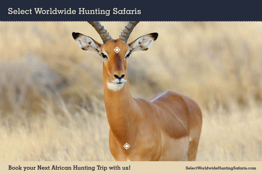 Hunting Impala in Southern Africa