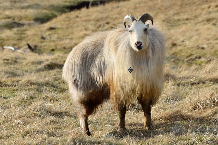 Tahr Shot Placement