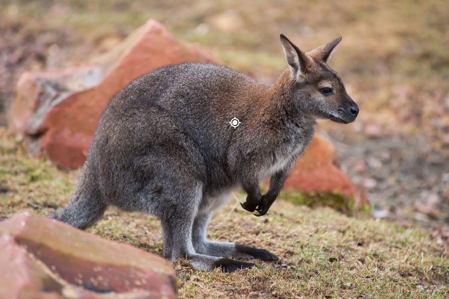 Wallaby Shot Placement