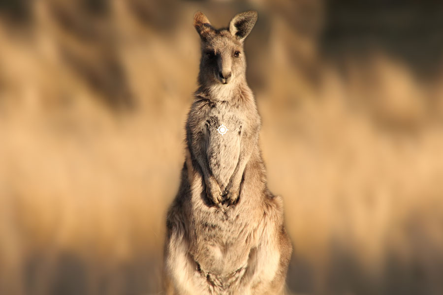 Wallaby Shot Placement