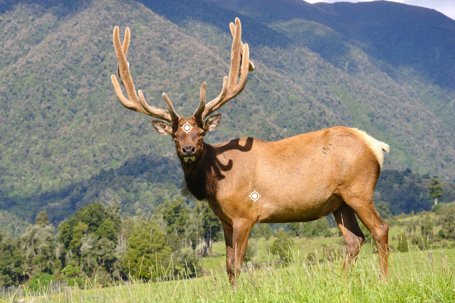 Wapiti Shot Placement