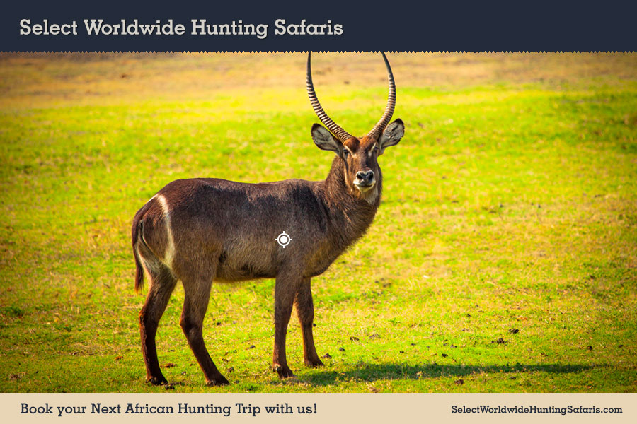 Hunting Waterbuck in Southern Africa