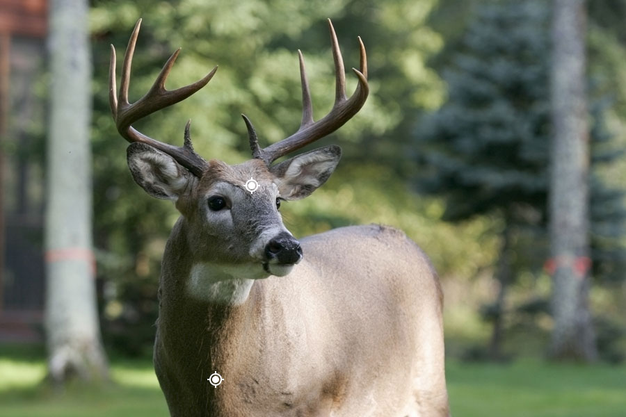 Whitetail Shot Placement