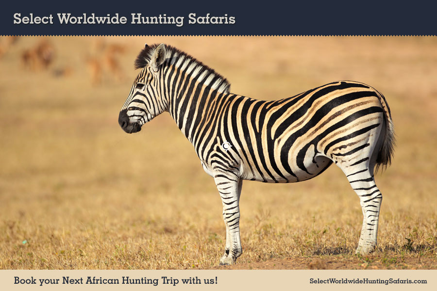 Hunting Burchell's Zebra Shot Placement